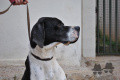 Pedigree BLECK DES GORGES DU REGALON Pedigree BLECK DES GORGES DU REGALON